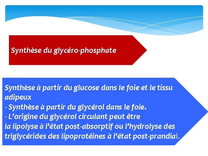 Synthèse du glycéro‐phosphate Synthèse à partir du glucose dans le foie et le tissu