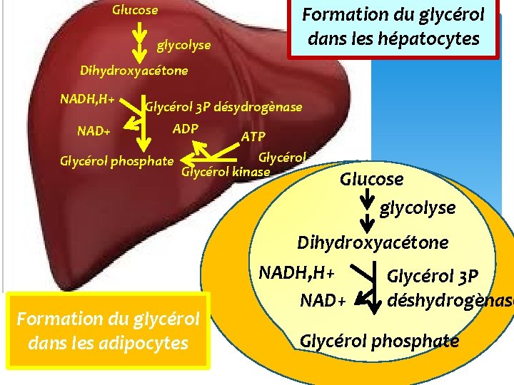 Glucose glycolyse Formation du glycérol dans les hépatocytes Dihydroxyacétone NADH, H+ NAD+ Glycérol 3