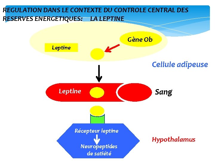 REGULATION DANS LE CONTEXTE DU CONTROLE CENTRAL DES RESERVES ENERGETIQUES: LA LEPTINE Gène Ob