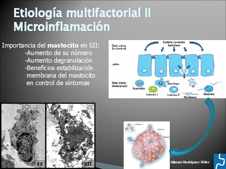 Etiología multifactorial II Microinflamación Importancia del mastocito en SII: -Aumento de su número -Aumento