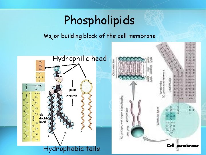 Phospholipids Major building block of the cell membrane Hydrophilic head Hydrophobic tails Cell membrane