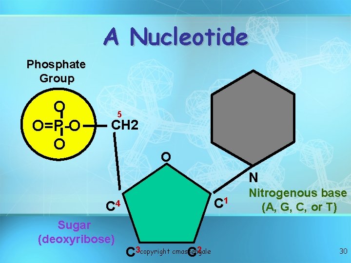 A Nucleotide Phosphate Group O O=P-O O 5 CH 2 O N C 1