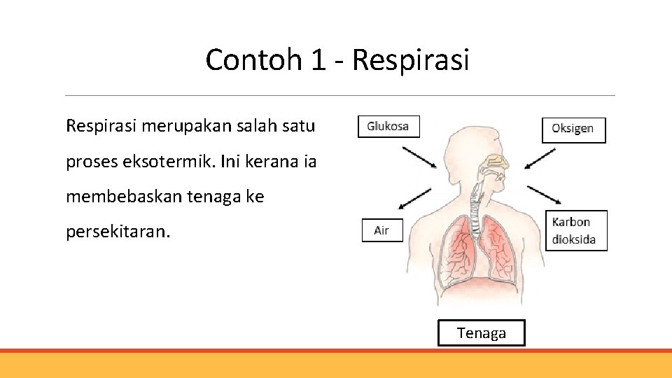 Contoh 1 - Respirasi merupakan salah satu proses eksotermik. Ini kerana ia membebaskan tenaga