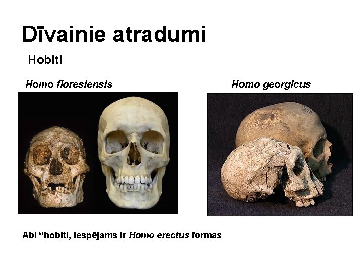 Dīvainie atradumi Hobiti Homo floresiensis Abi “hobiti, iespējams ir Homo erectus formas Homo georgicus