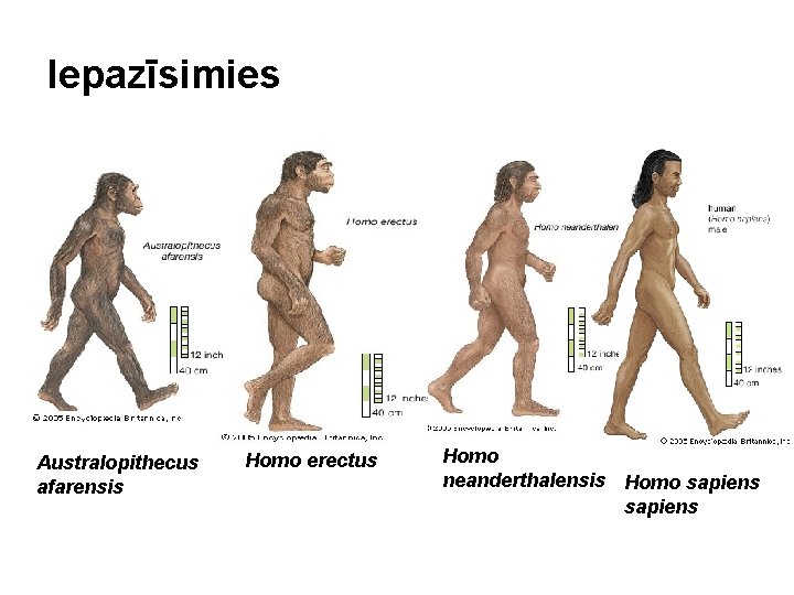 Iepazīsimies Australopithecus afarensis Homo erectus Homo neanderthalensis Homo sapiens 