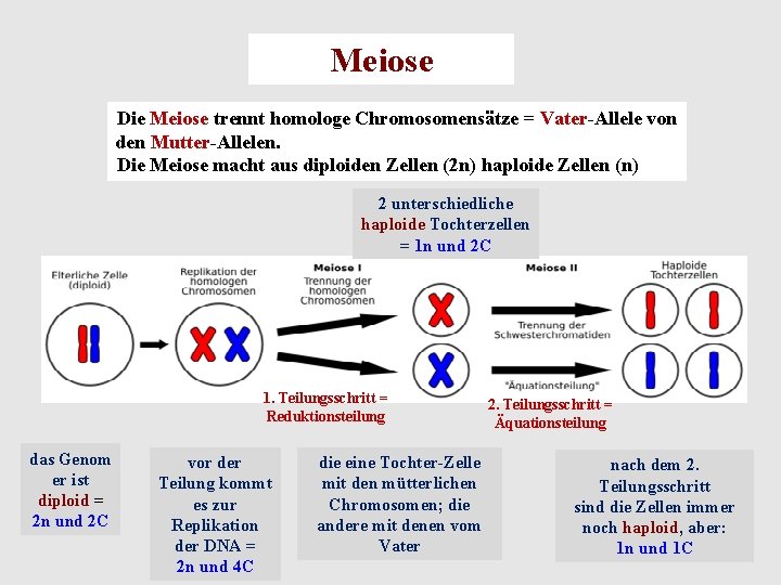Meiose Die Meiose trennt homologe Chromosomensätze = Vater Allele von den Mutter Allelen. Die
