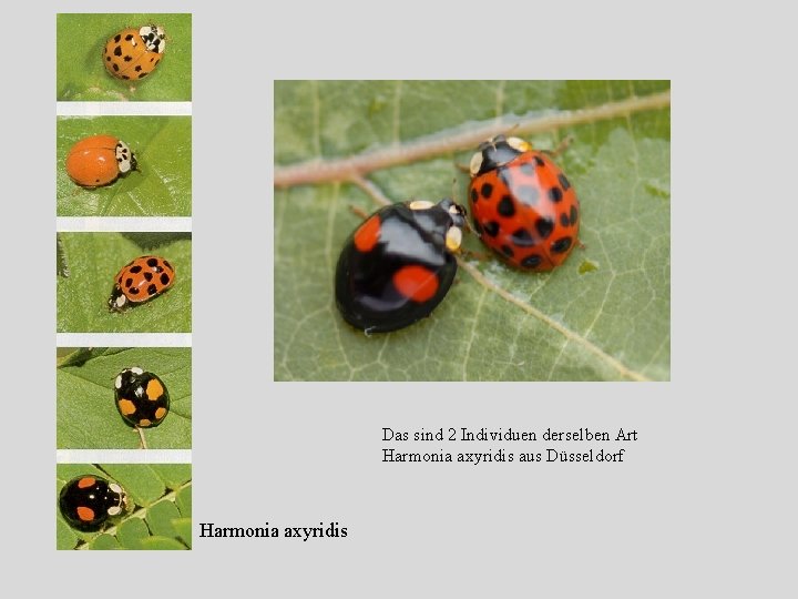 Das sind 2 Individuen derselben Art Harmonia axyridis aus Düsseldorf Harmonia axyridis 