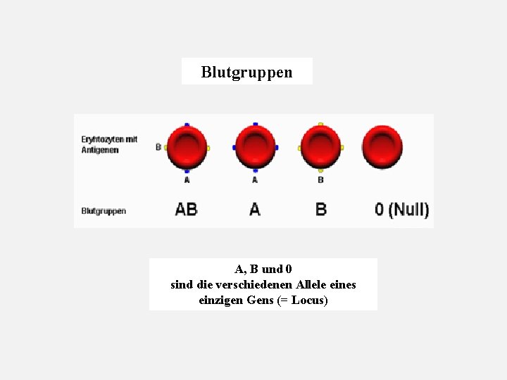 Blutgruppen A, B und 0 sind die verschiedenen Allele eines einzigen Gens (= Locus)