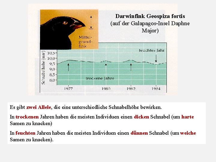 Darwinfink Geospiza fortis (auf der Galapagos-Insel Daphne Major) Es gibt zwei Allele, die eine