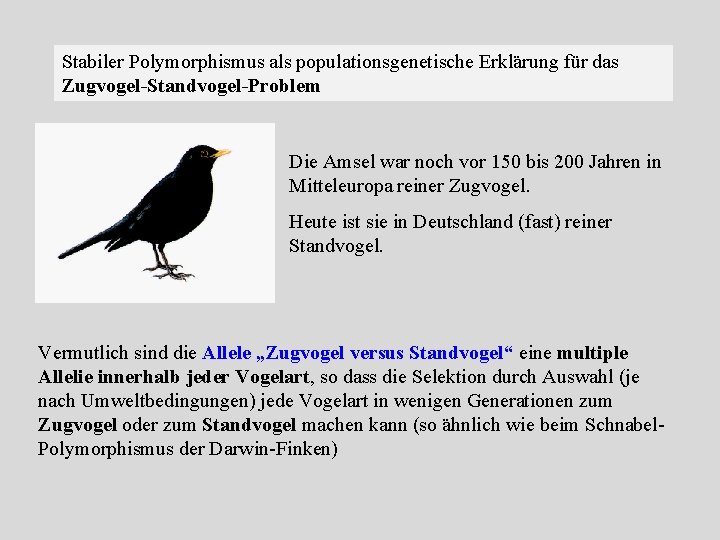 Stabiler Polymorphismus als populationsgenetische Erklärung für das Zugvogel Standvogel Problem Die Amsel war noch