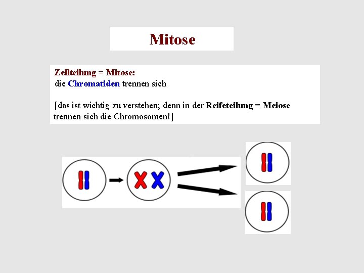 Mitose Zellteilung = Mitose: die Chromatiden trennen sich [das ist wichtig zu verstehen; denn