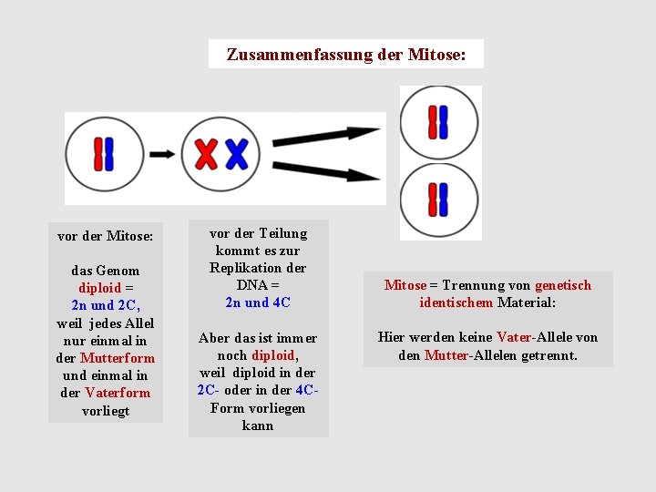 Zusammenfassung der Mitose: vor der Mitose: das Genom diploid = 2 n und 2