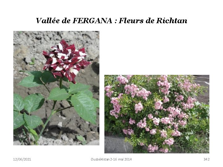 Vallée de FERGANA : Fleurs de Richtan 12/06/2021 Ouzbékistan 2 -16 mai 2014 342