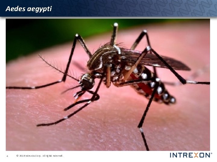 Aedes aegypti 4 © 2016 Intrexon Corp. All rights reserved. 