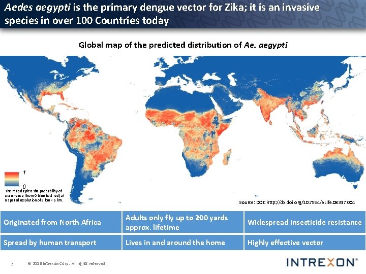 Aedes aegypti is the primary dengue vector for Zika; it is an invasive species