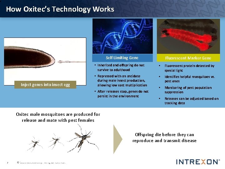 How Oxitec’s Technology Works Self Limiting Gene Inject genes into insect egg Fluorescent Marker