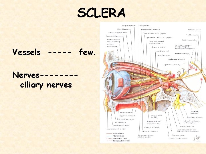 SCLERA Vessels ----- few. Nerves-------ciliary nerves 