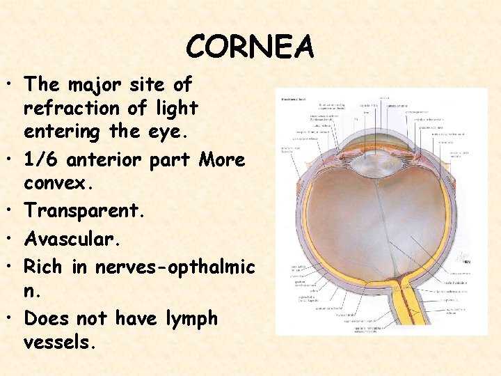 CORNEA • The major site of refraction of light entering the eye. • 1/6