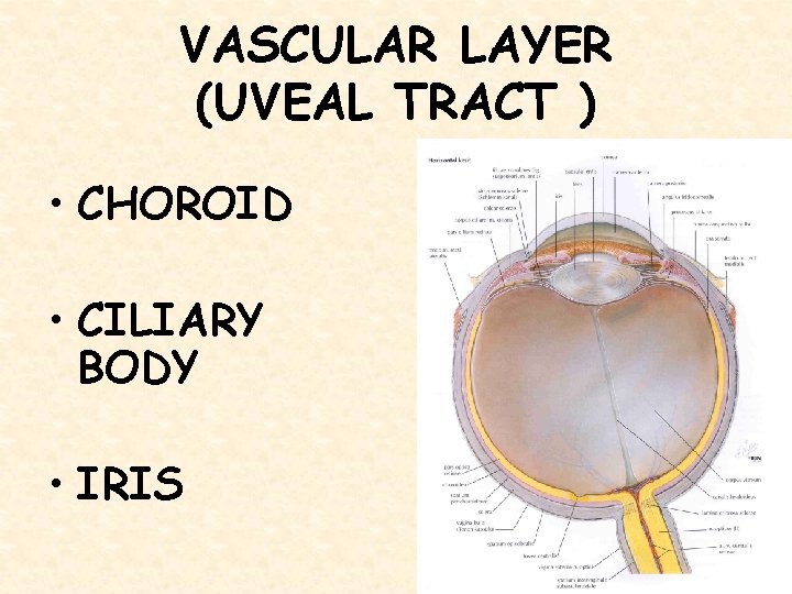 VASCULAR LAYER (UVEAL TRACT ) • CHOROID • CILIARY BODY • IRIS 