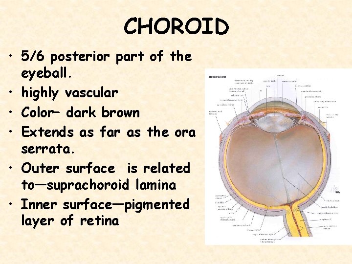 CHOROID • 5/6 posterior part of the eyeball. • highly vascular • Color– dark