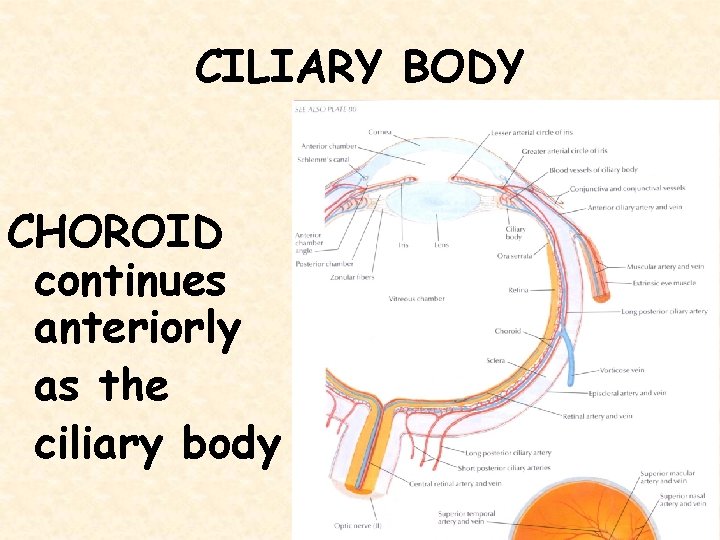 CILIARY BODY CHOROID continues anteriorly as the ciliary body 