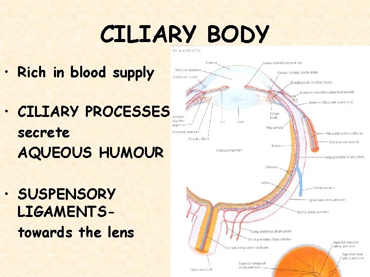 CILIARY BODY • Rich in blood supply • CILIARY PROCESSES secrete AQUEOUS HUMOUR •