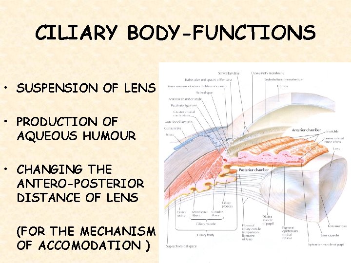 CILIARY BODY-FUNCTIONS • SUSPENSION OF LENS • PRODUCTION OF AQUEOUS HUMOUR • CHANGING THE