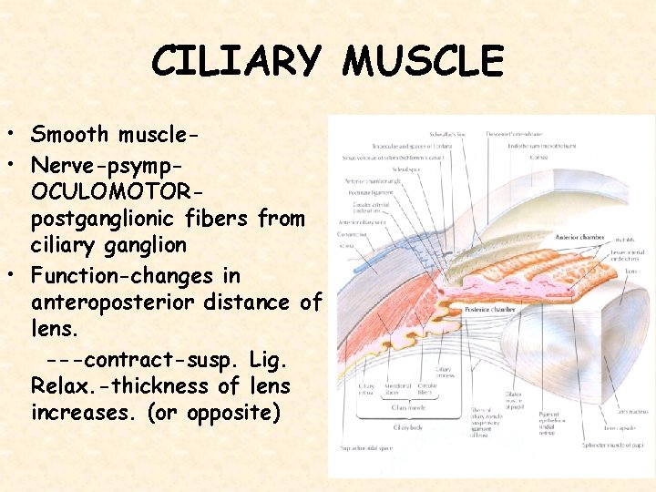 CILIARY MUSCLE • Smooth muscle • Nerve-psymp. OCULOMOTORpostganglionic fibers from ciliary ganglion • Function-changes