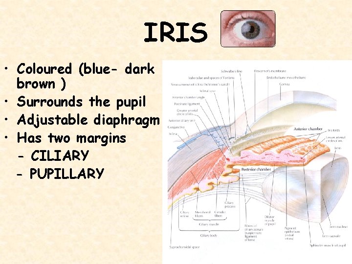 IRIS • Coloured (blue- dark brown ) • Surrounds the pupil • Adjustable diaphragm