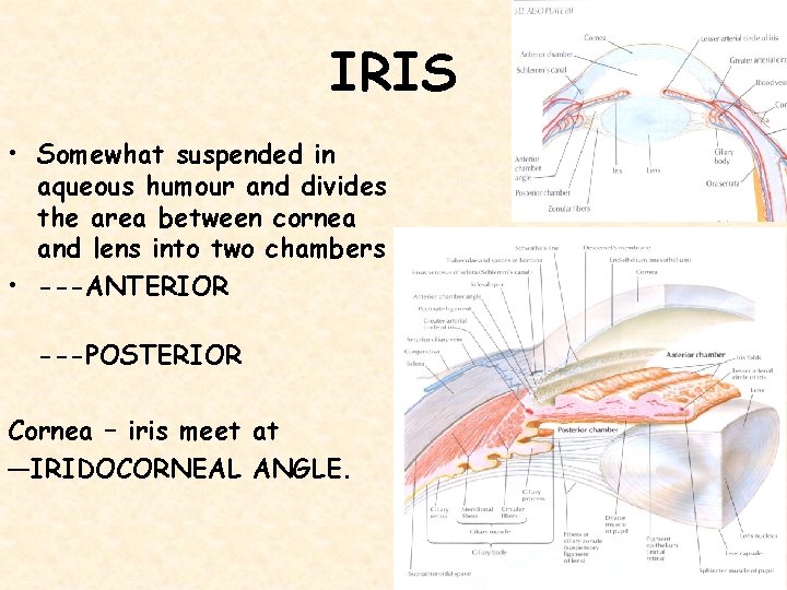 IRIS • Somewhat suspended in aqueous humour and divides the area between cornea and