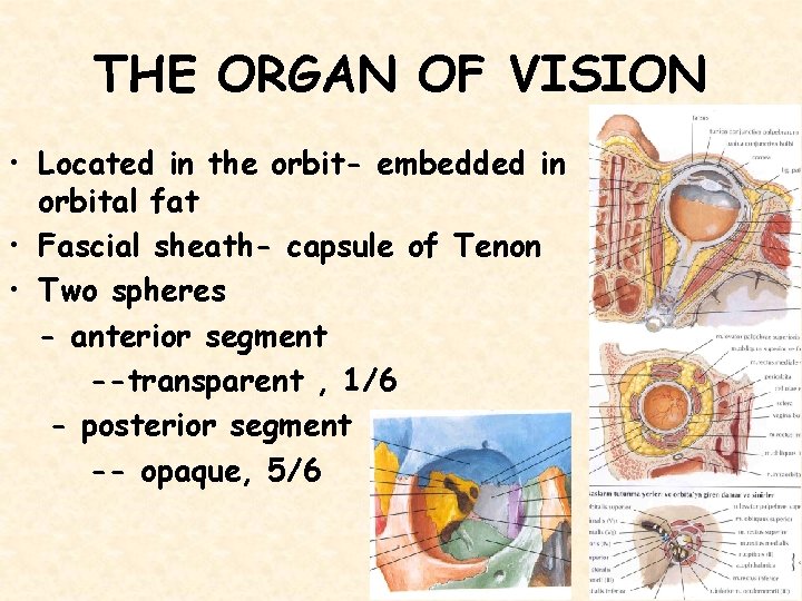 THE ORGAN OF VISION • Located in the orbit- embedded in orbital fat •