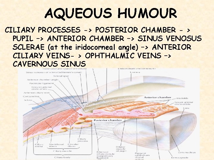 AQUEOUS HUMOUR CILIARY PROCESSES -> POSTERIOR CHAMBER - > PUPIL –> ANTERIOR CHAMBER –>