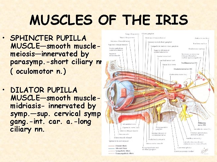 MUSCLES OF THE IRIS • SPHINCTER PUPILLA MUSCLE—smooth musclemeiosis—innervated by parasymp. -short ciliary nn.