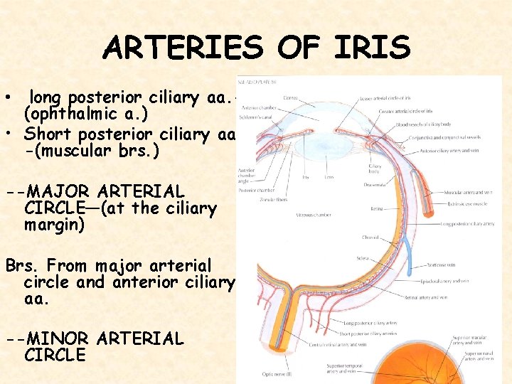 ARTERIES OF IRIS long posterior ciliary aa. (ophthalmic a. ) • Short posterior ciliary
