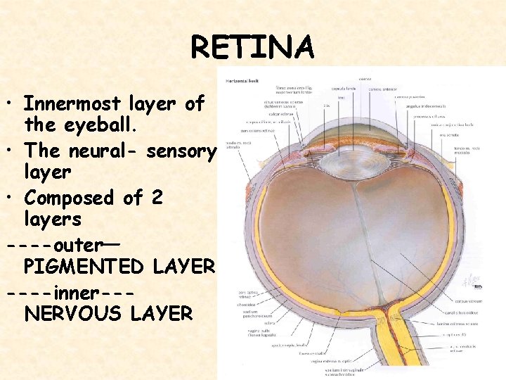 RETINA • Innermost layer of the eyeball. • The neural- sensory layer • Composed