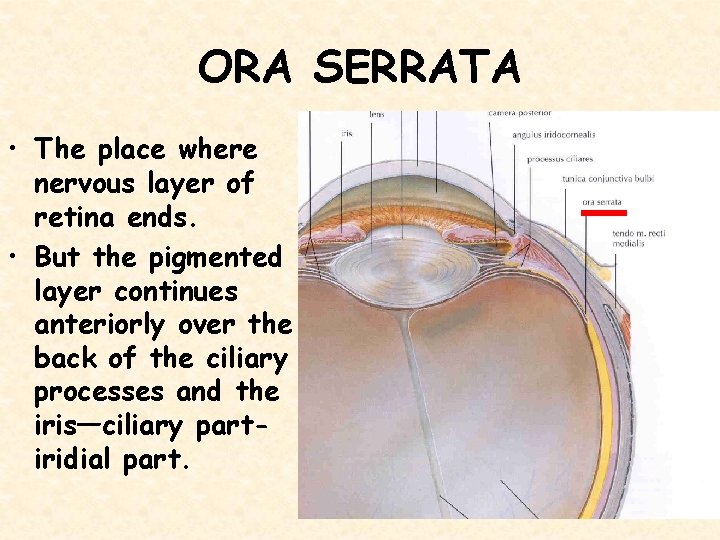 ORA SERRATA • The place where nervous layer of retina ends. • But the