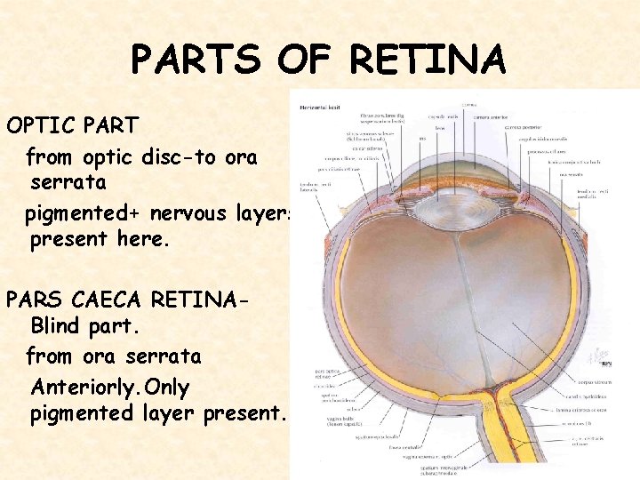 PARTS OF RETINA OPTIC PART from optic disc-to ora serrata pigmented+ nervous layers present