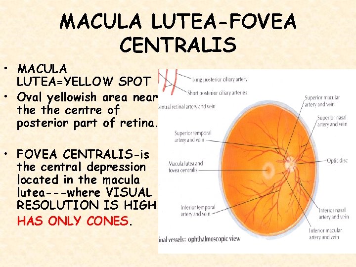 MACULA LUTEA-FOVEA CENTRALIS • MACULA LUTEA=YELLOW SPOT • Oval yellowish area near the centre