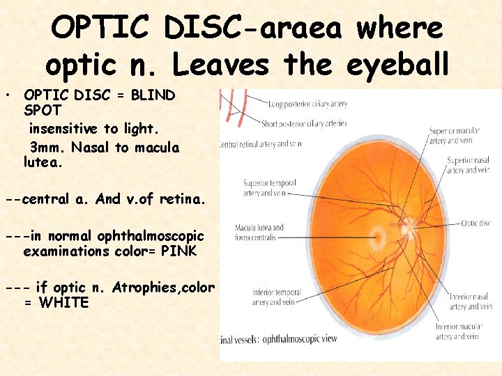 OPTIC DISC-araea where optic n. Leaves the eyeball • OPTIC DISC = BLIND SPOT
