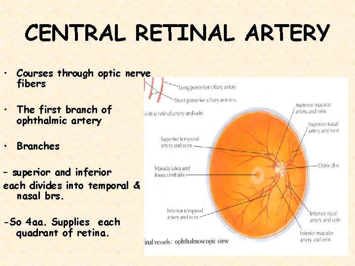 CENTRAL RETINAL ARTERY • Courses through optic nerve fibers • The first branch of