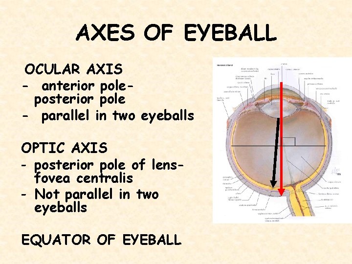 AXES OF EYEBALL OCULAR AXIS - anterior poleposterior pole - parallel in two eyeballs