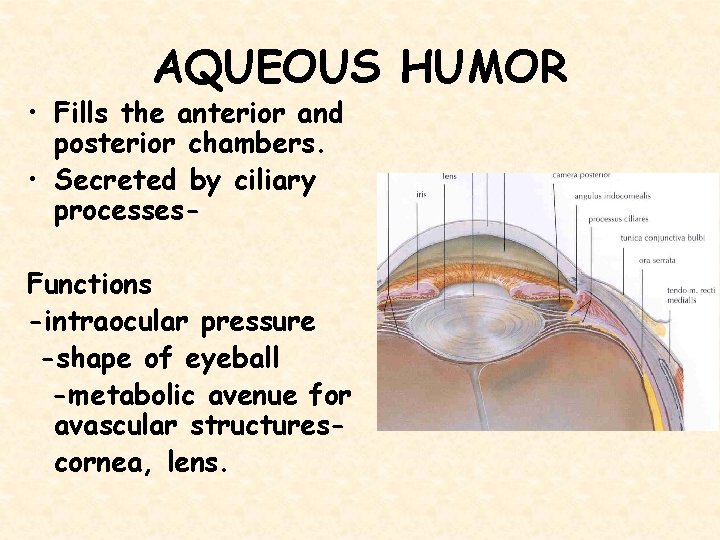 AQUEOUS HUMOR • Fills the anterior and posterior chambers. • Secreted by ciliary processes-