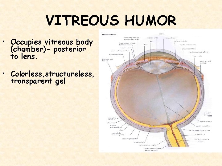 VITREOUS HUMOR • Occupies vitreous body (chamber)- posterior to lens. • Colorless, structureless, transparent