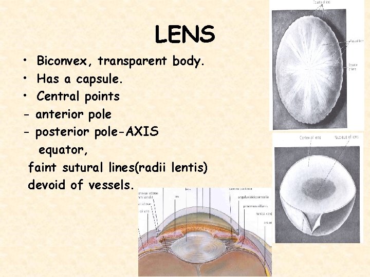 LENS • • • - Biconvex, transparent body. Has a capsule. Central points anterior