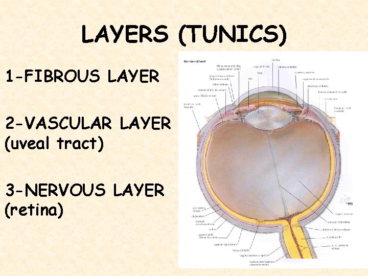 LAYERS (TUNICS) 1 -FIBROUS LAYER 2 -VASCULAR LAYER (uveal tract) 3 -NERVOUS LAYER (retina)
