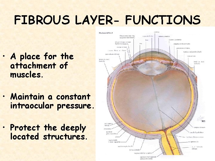 FIBROUS LAYER- FUNCTIONS • A place for the attachment of muscles. • Maintain a
