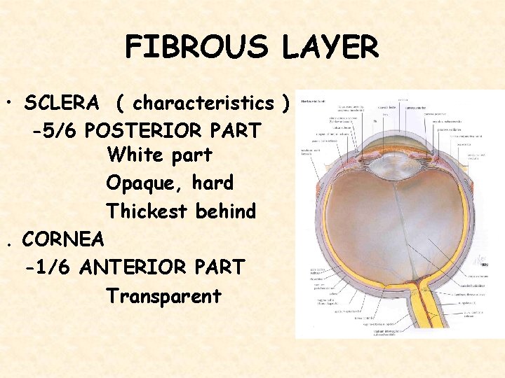 FIBROUS LAYER • SCLERA ( characteristics ) -5/6 POSTERIOR PART White part Opaque, hard