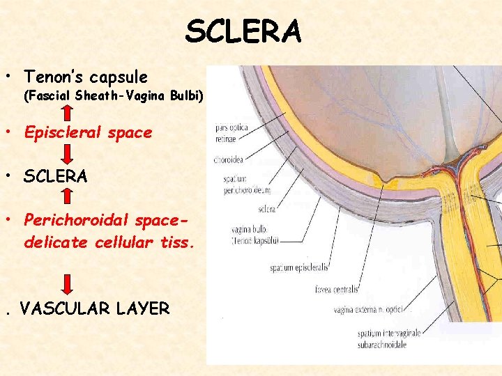 SCLERA • Tenon’s capsule (Fascial Sheath-Vagina Bulbi) • Episcleral space • SCLERA • Perichoroidal