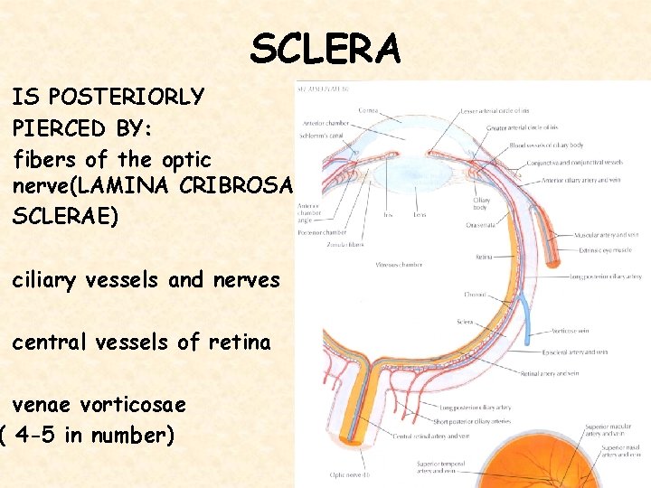 SCLERA IS POSTERIORLY PIERCED BY: fibers of the optic nerve(LAMINA CRIBROSA SCLERAE) ciliary vessels
