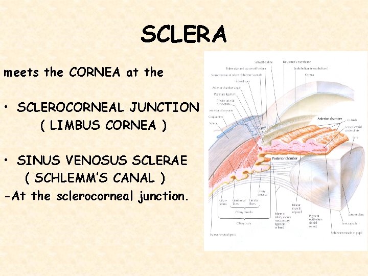 SCLERA meets the CORNEA at the • SCLEROCORNEAL JUNCTION ( LIMBUS CORNEA ) •